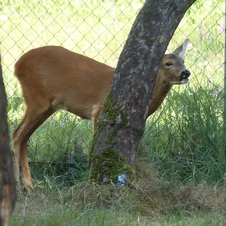 Hotel Tourist Complex Karina Polyana (Transcarpathia)