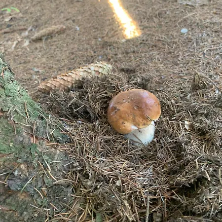 Hotel Tourist Complex Karina 3*