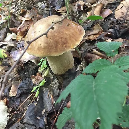 Tourist Complex Karina 3*