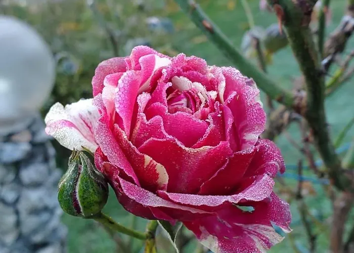 卡琳娜游客大厦酒店 酒店