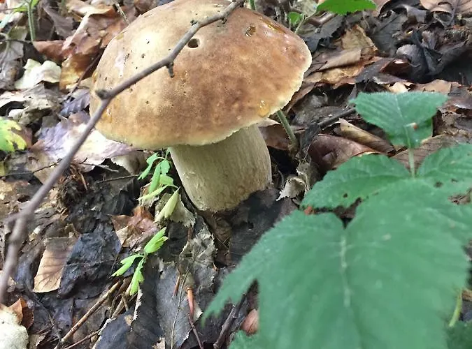 卡琳娜游客大厦酒店 3*